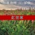 红豆草种子驴食豆青饲牧草林田果园绿肥固氮景观花卉