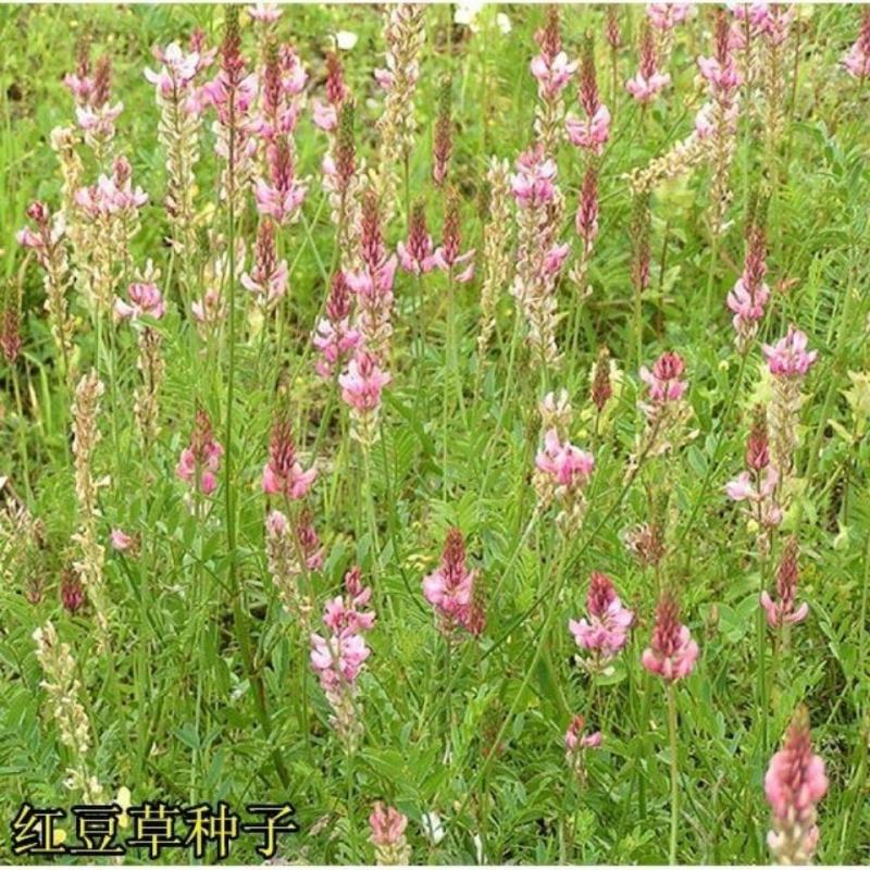 红豆草种子驴食豆青饲牧草林田果园绿肥固氮景观花卉
