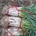 大棚，露天长白大葱产地直销，算挖算卖，货品新鲜。