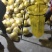 广西桂林恭城G老树沙田柚包甜7年专业代办提供一条龙服务