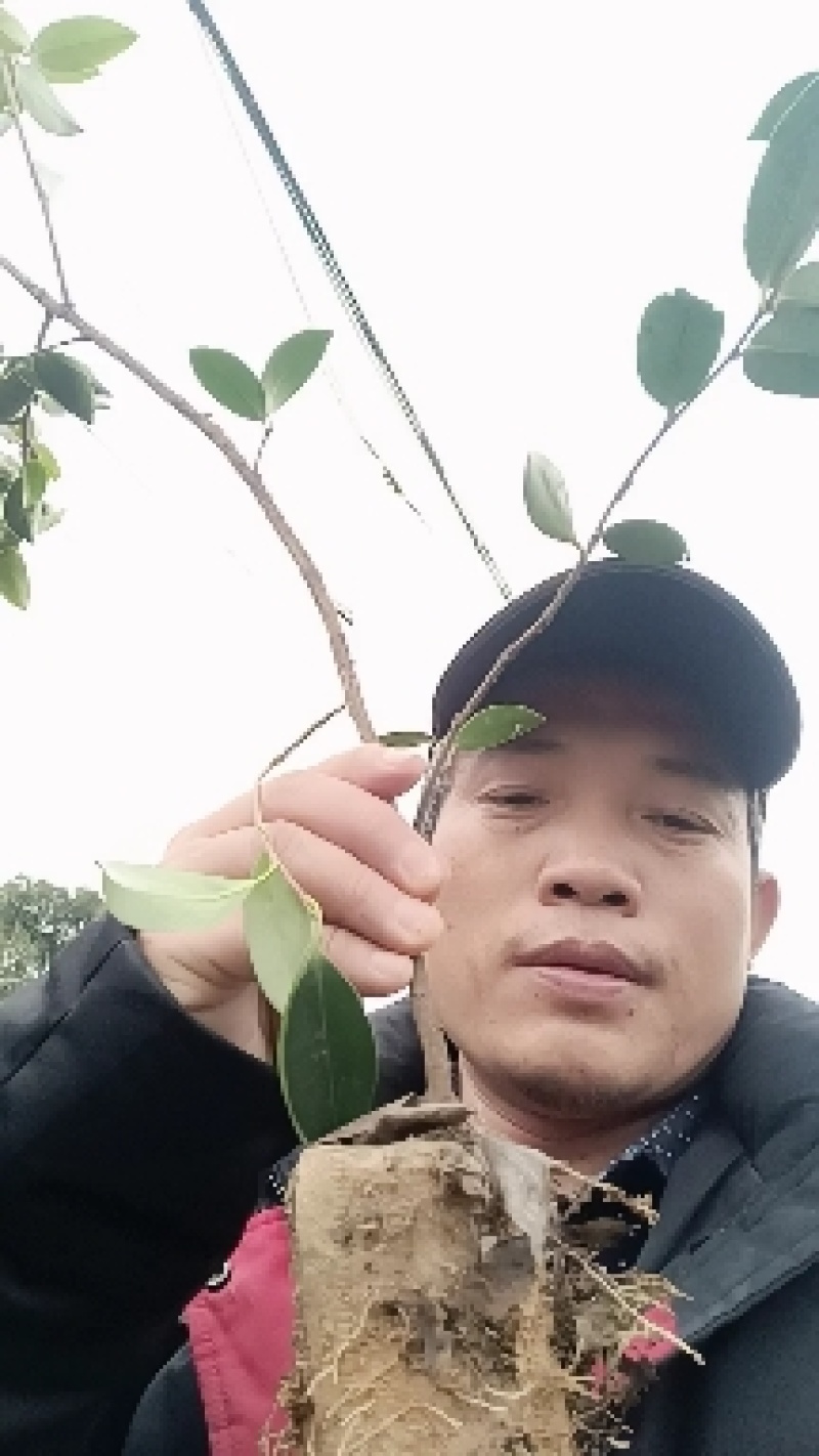 亚林中心长埠林场长林系油茶苗