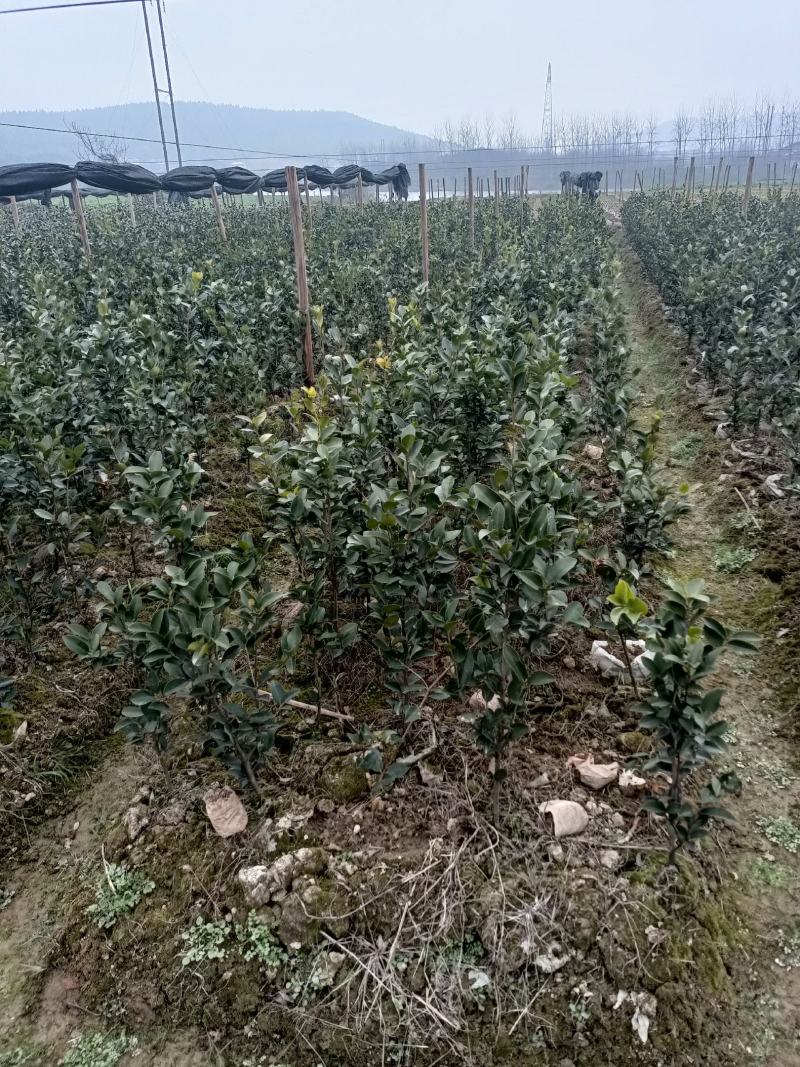 亚林中心长埠林场长林系油茶苗