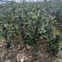亚林中心长埠林场长林系油茶苗