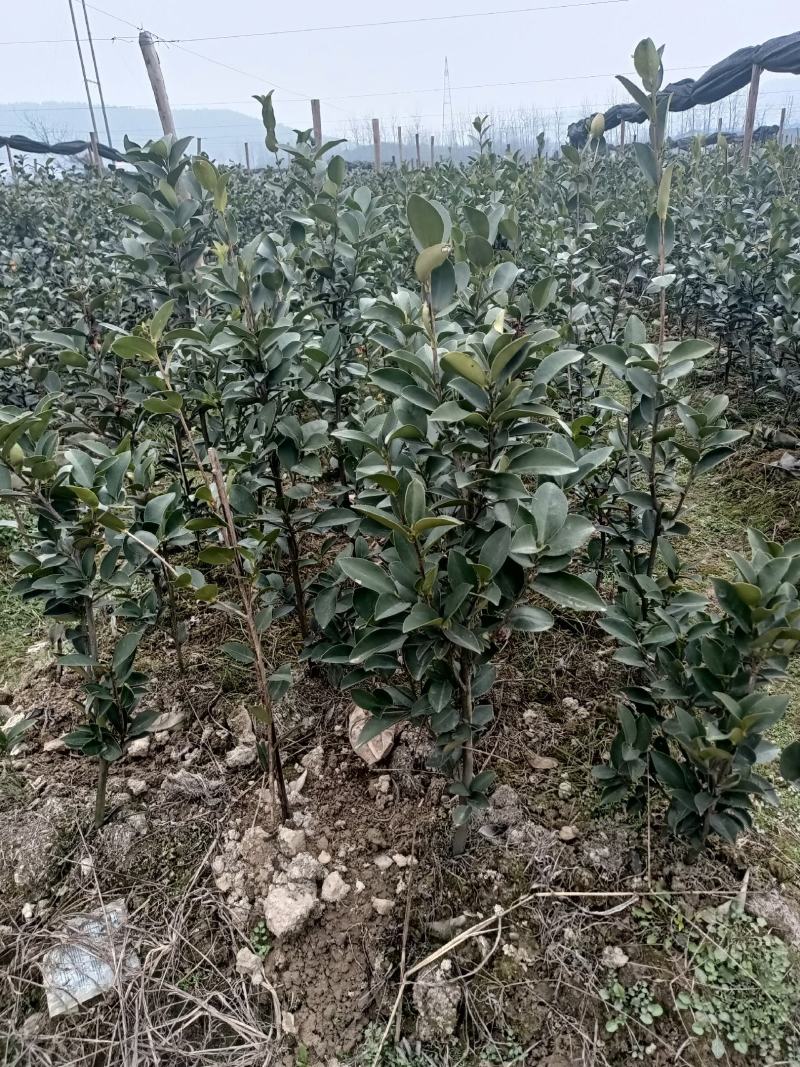 亚林中心长埠林场长林系油茶苗