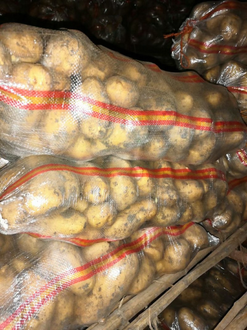 山东大量新鲜荷兰十五土豆，表光好，个头大，无虫大量有货