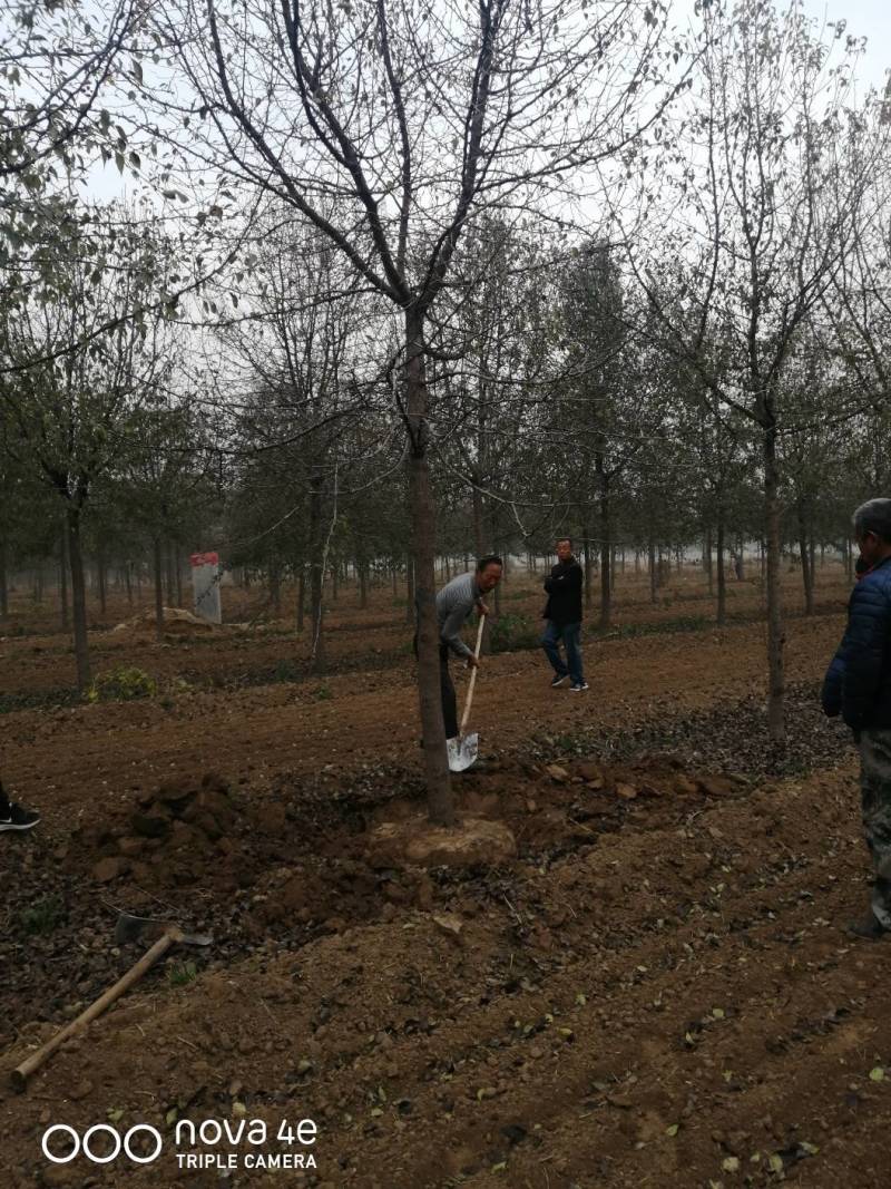 山东杜梨树，树形优美，大量供应中货量充足价格便宜
