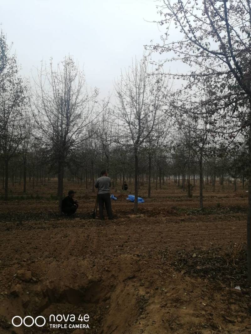 山东杜梨树，树形优美，大量供应中货量充足价格便宜