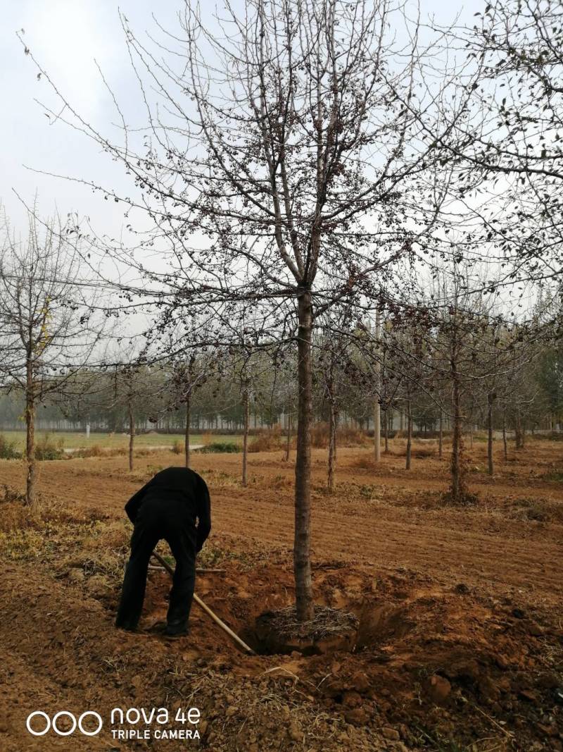 山东杜梨树，树形优美，大量供应中货量充足价格便宜