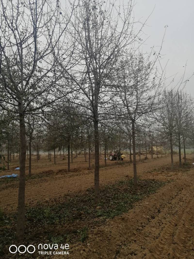 山东杜梨树，树形优美，大量供应中货量充足价格便宜