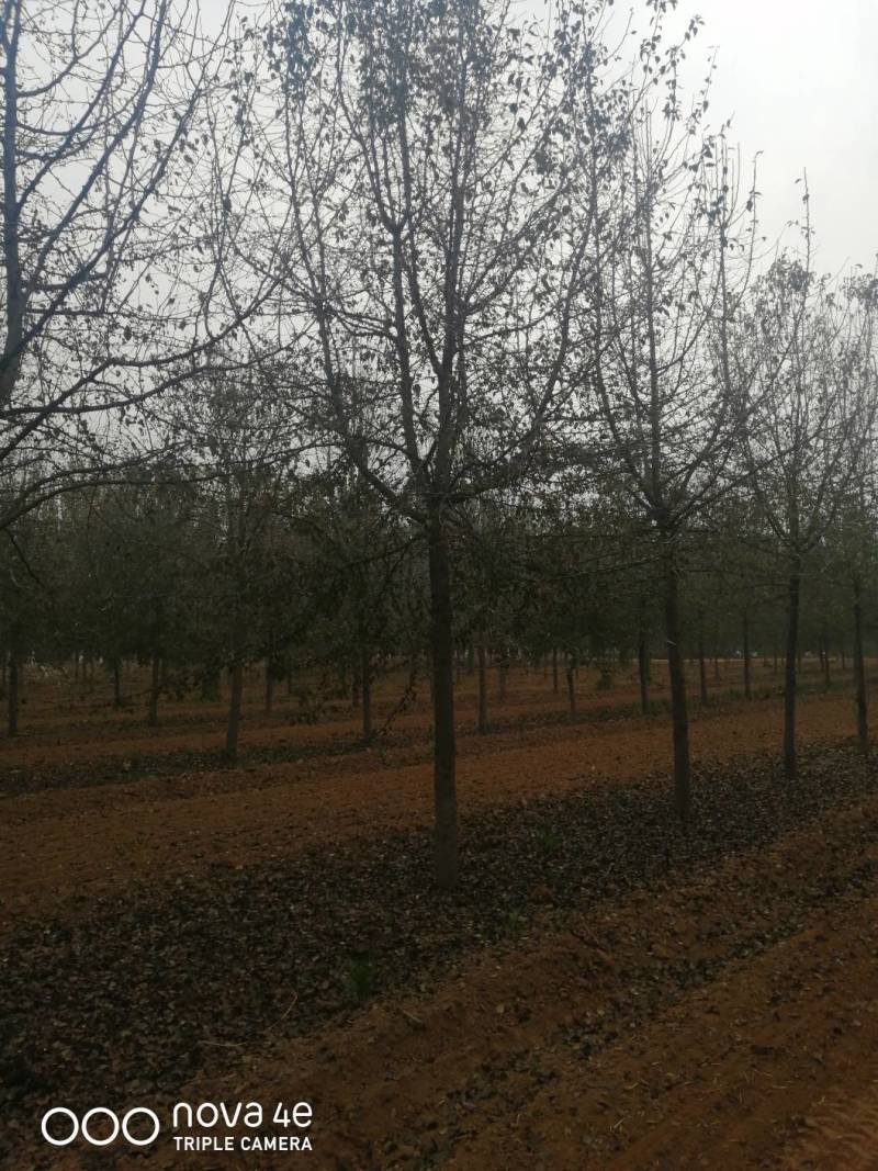山东杜梨树，树形优美，大量供应中货量充足价格便宜