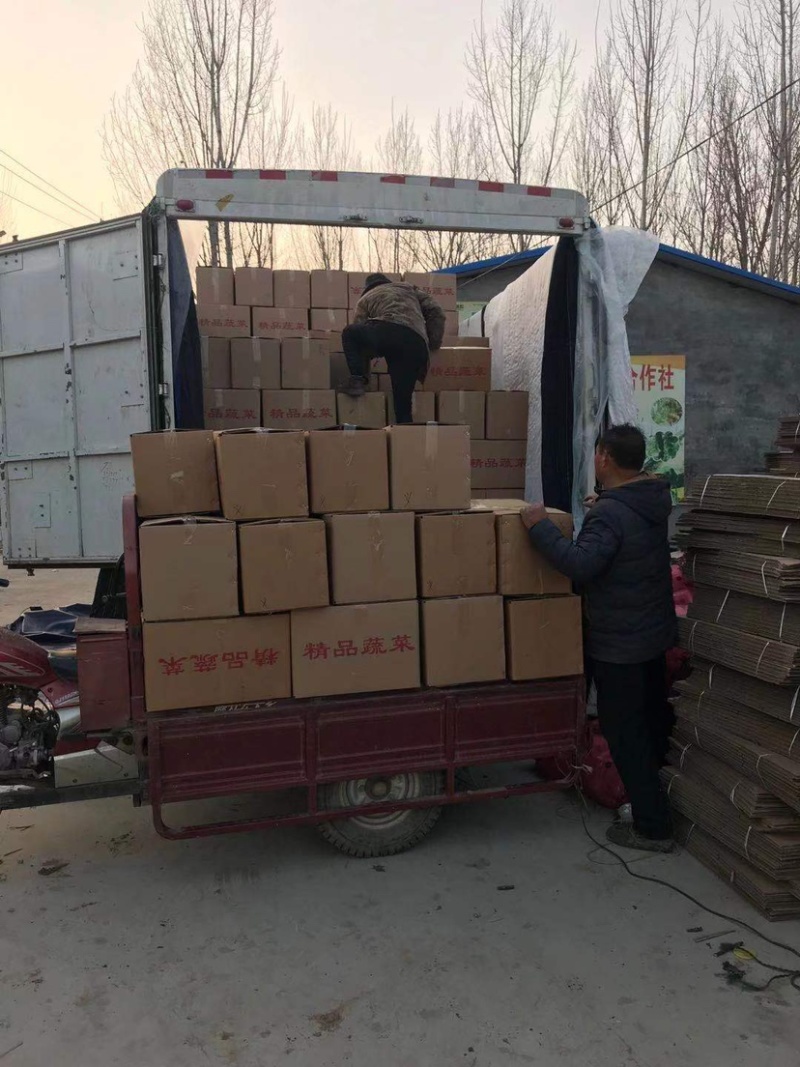 山东省济宁市金乡县精品花叶生菜