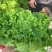 山东省济宁市金乡县精品花叶生菜