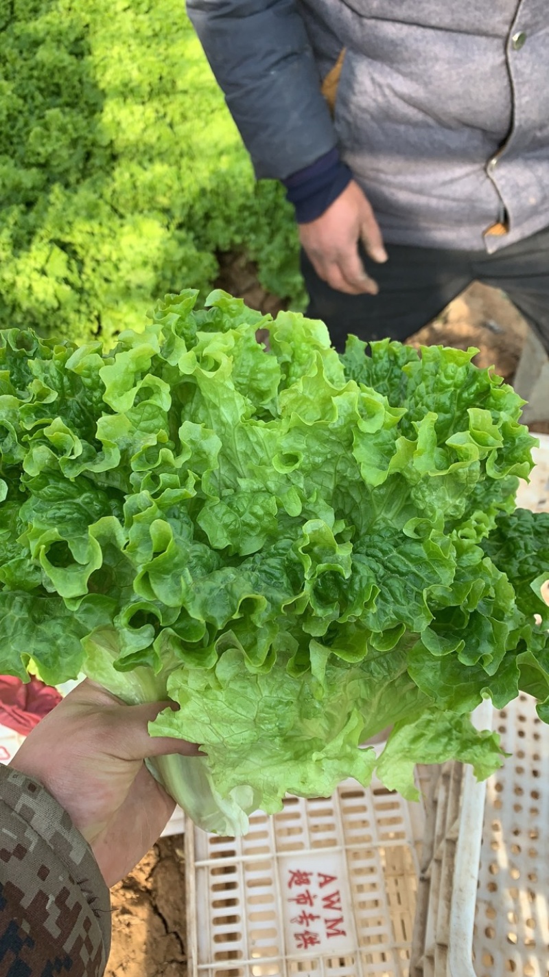 山东省济宁市金乡县精品花叶生菜