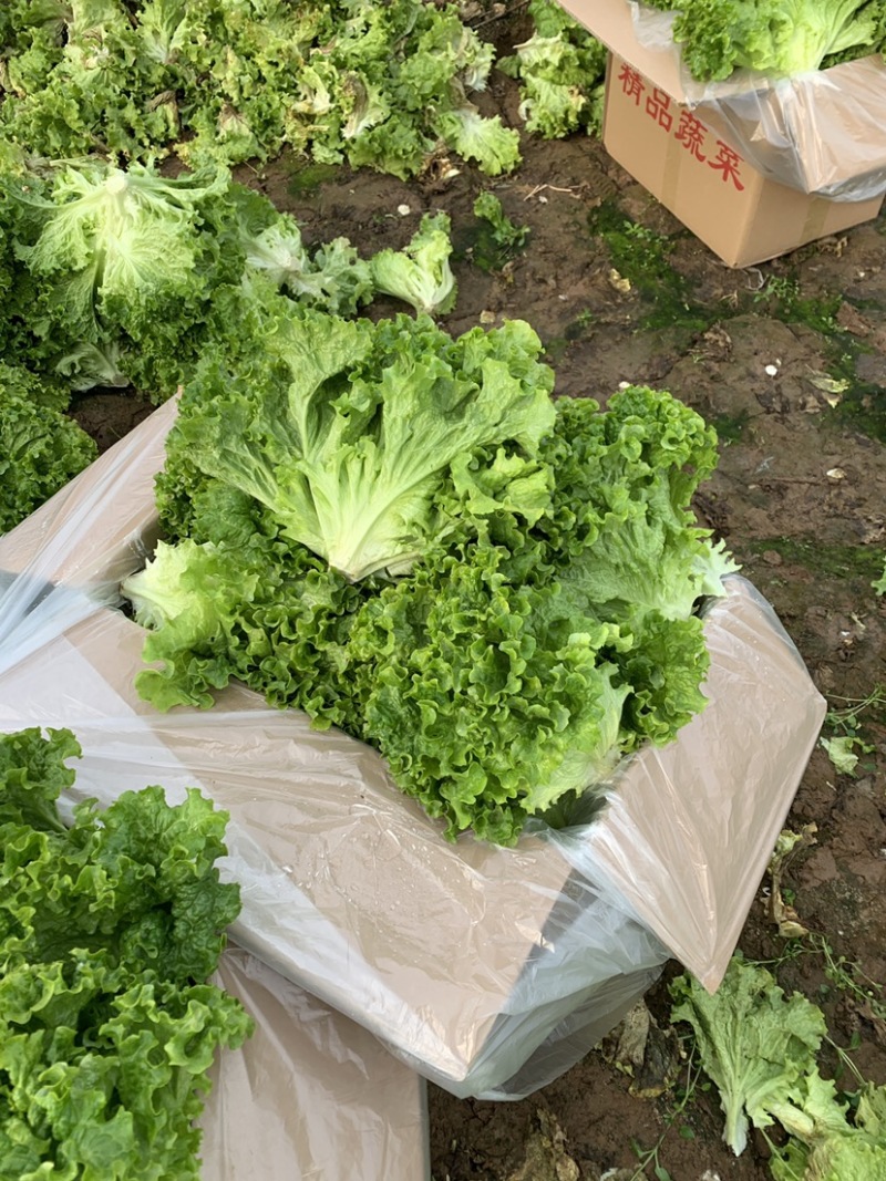 山东省济宁市金乡县精品花叶生菜