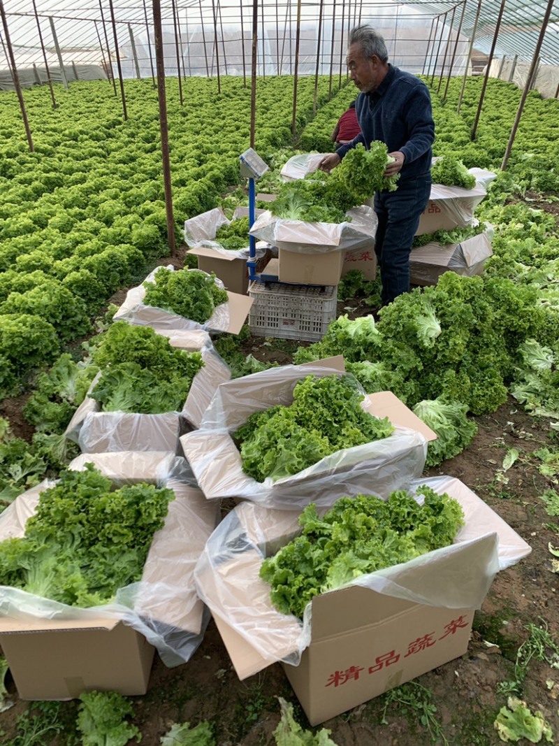 山东省济宁市金乡县精品花叶生菜