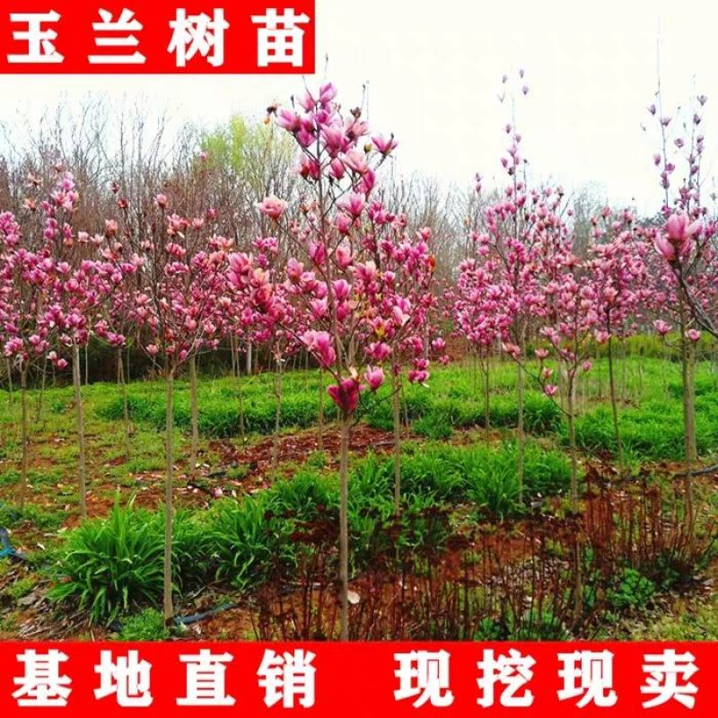 玉兰树紫红玉兰白玉兰黄玉兰苗庭院绿化苗木耐冻耐寒