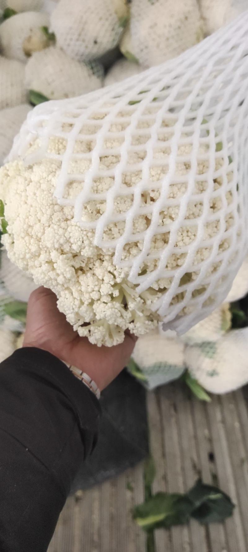 花菜，有机花菜，散花，松花，白面青梗，基地直销，大量供应