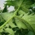 霹励马60%吡虫啉杀虫剂悬浮剂蚜虫桃蚜稻飞虱蓟马