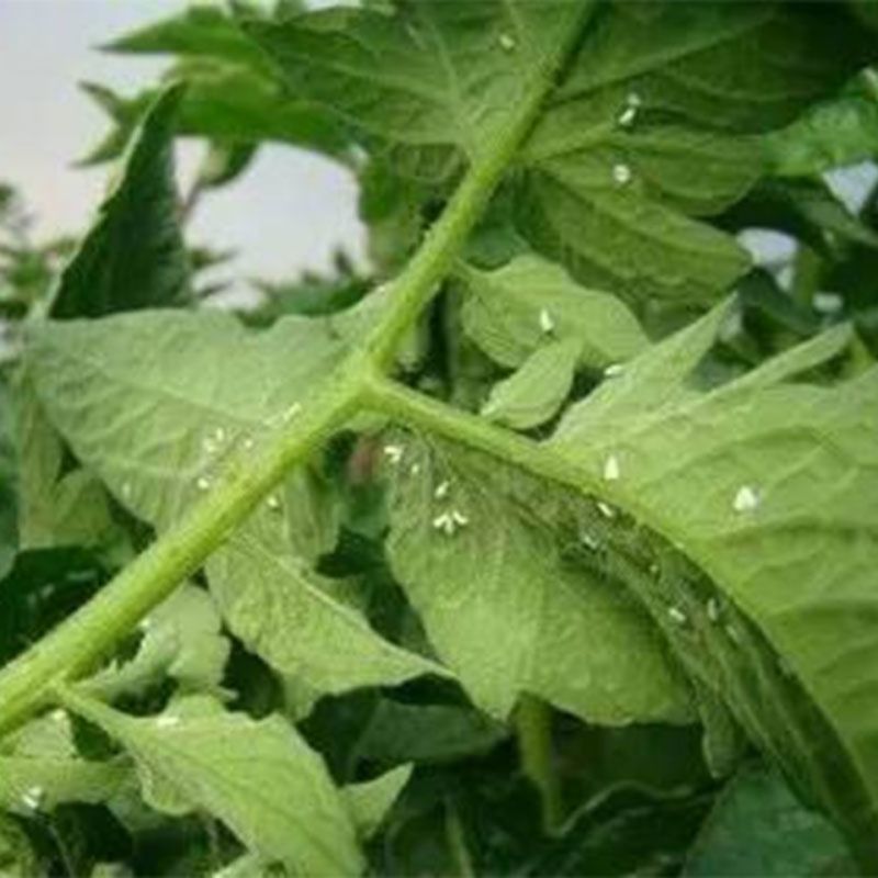 霹励马60%吡虫啉杀虫剂悬浮剂蚜虫桃蚜稻飞虱蓟马