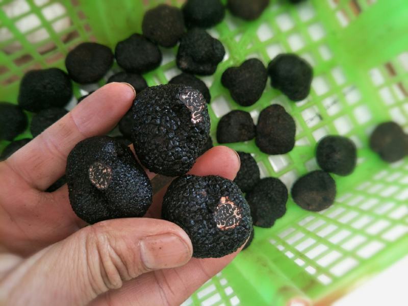 【店主推荐】高品质速冻松露批发、零售、一件代发