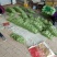 山东商河精品扁青芸豆产地直供高品质鲜扁芸豆