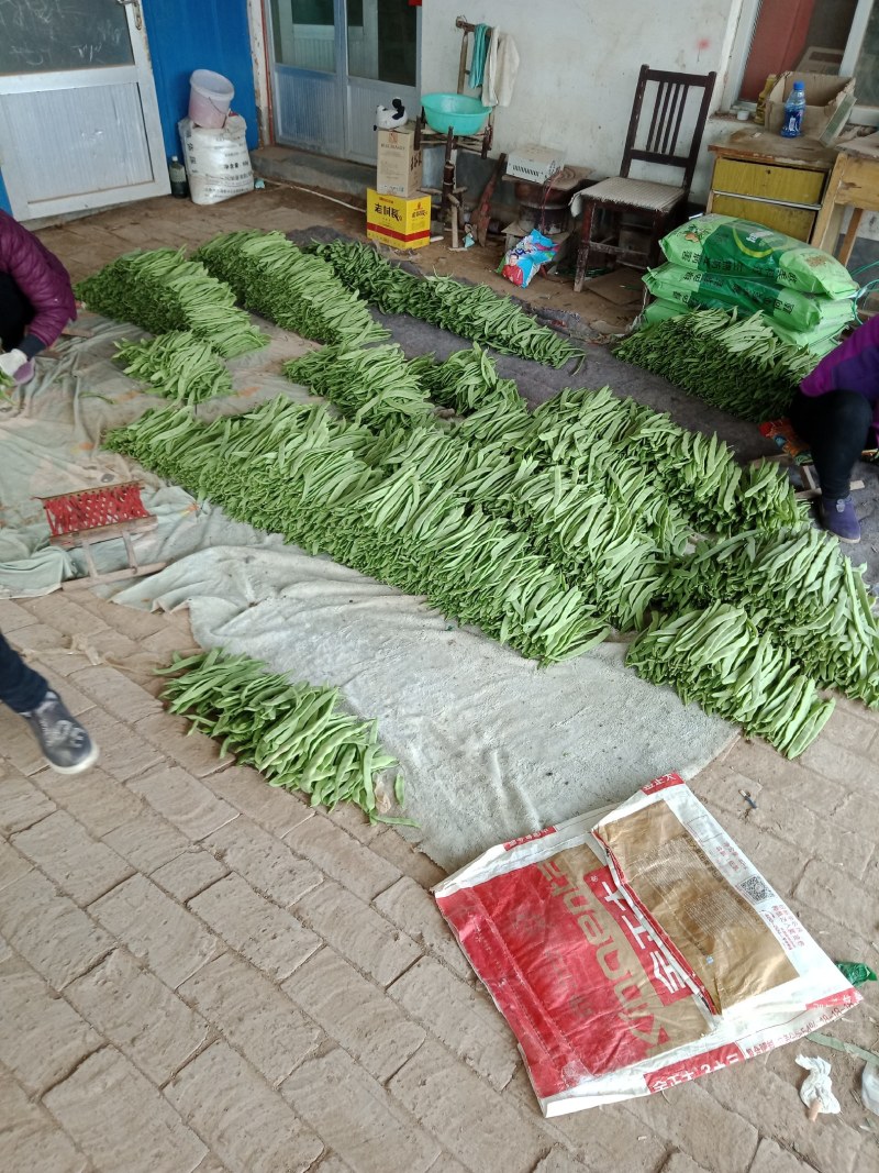山东商河精品扁青芸豆产地直供高品质鲜扁芸豆