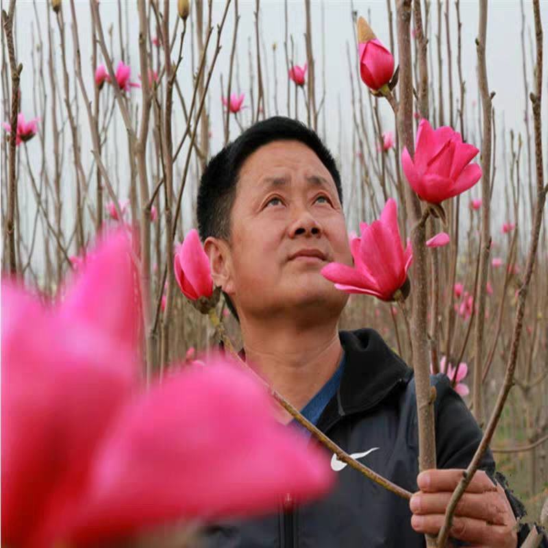 玉兰苗玉兰小苗大苗紫黄白广娇红-号玉兰苗大小规格齐全