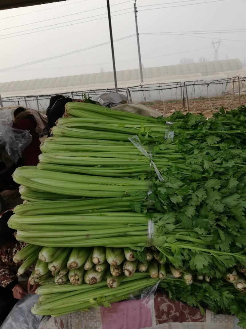 芹菜，大棚西芹品质好，口感好，耐运输，代发全国