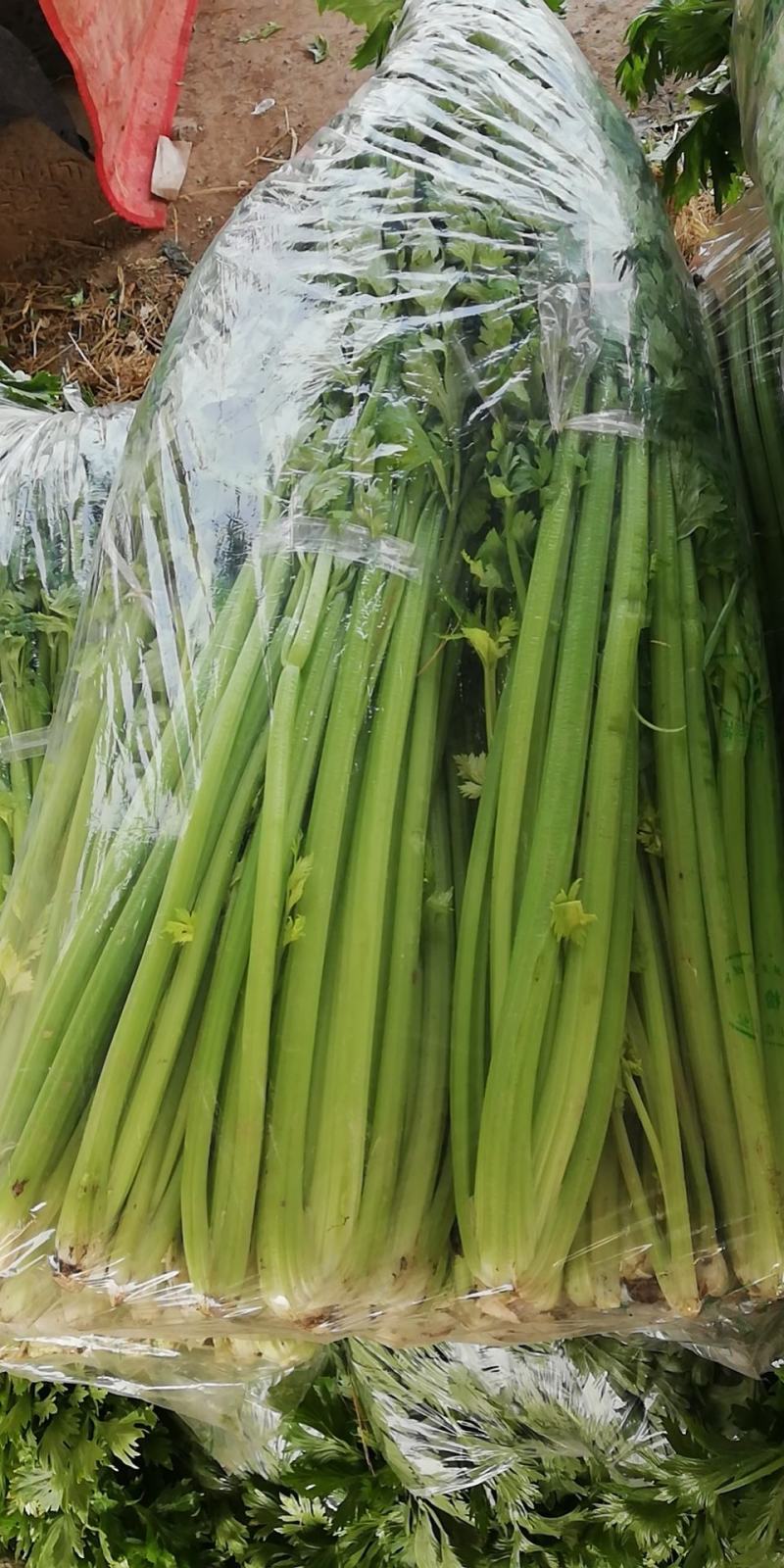 芹菜，大棚西芹品质好，口感好，耐运输，代发全国