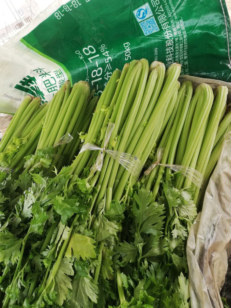 芹菜，大棚西芹品质好，口感好，耐运输，代发全国