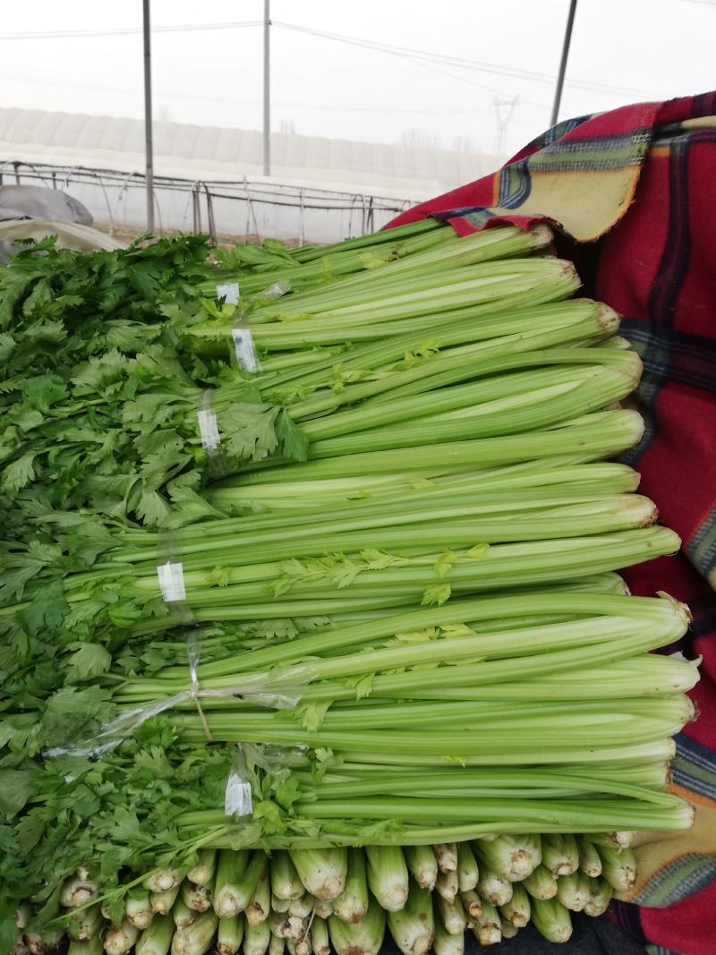 芹菜，大棚西芹品质好，口感好，耐运输，代发全国