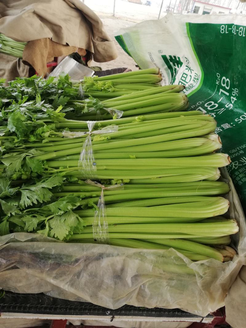 芹菜，大棚西芹品质好，口感好，耐运输，代发全国