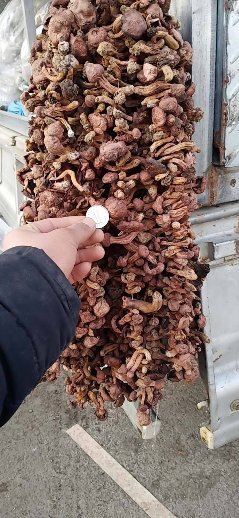 红蘑，东北红蘑，可批发零售，电话需要的联系