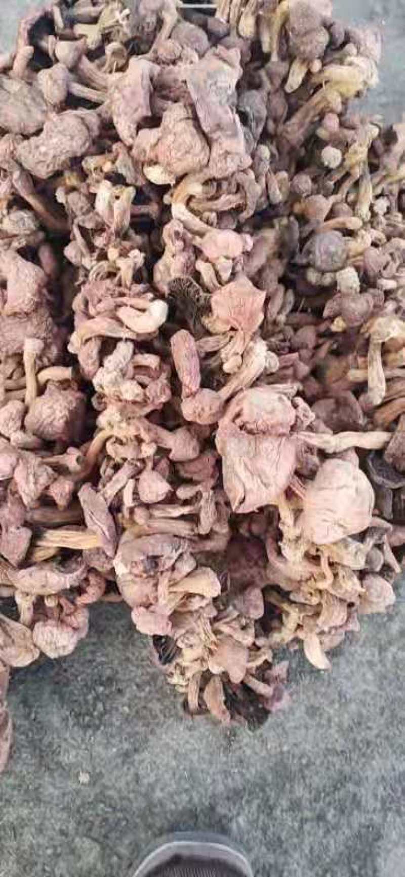 红蘑，东北红蘑，可批发零售，电话需要的联系