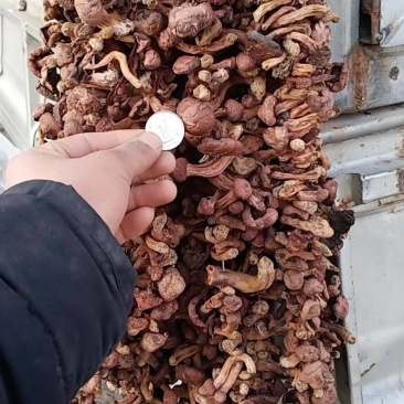 东北红蘑，原产地，可批发零售