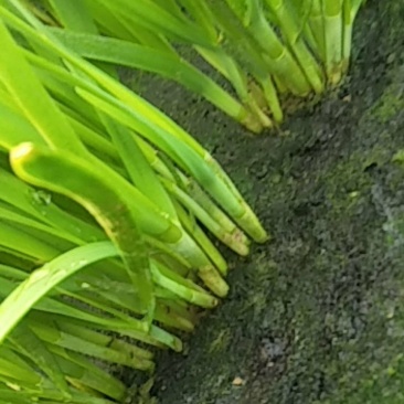精品韭菜，根粗叶厚质量好，有保证