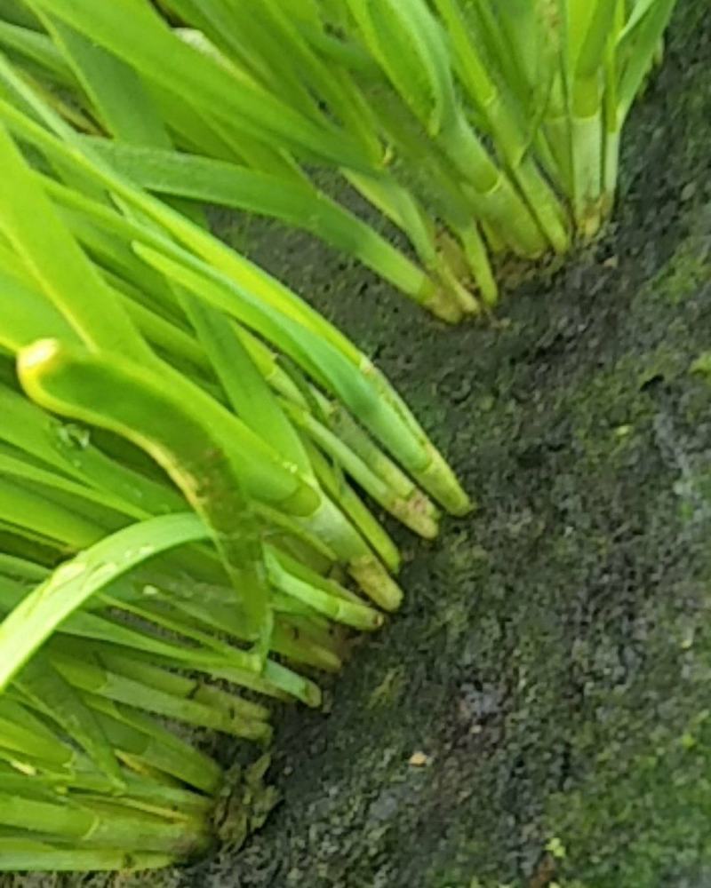 精品韭菜，根粗叶厚质量好，有保证