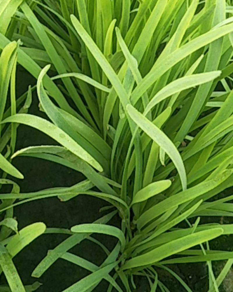 精品韭菜，根粗叶厚质量好，有保证