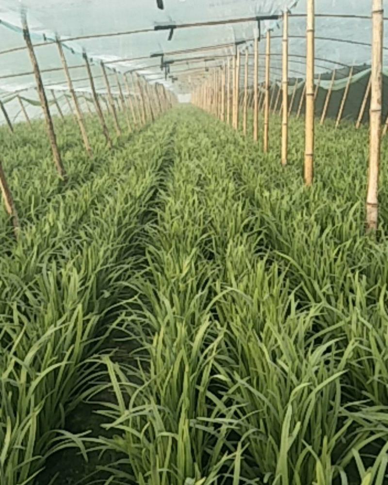 精品韭菜，根粗叶厚质量好，有保证