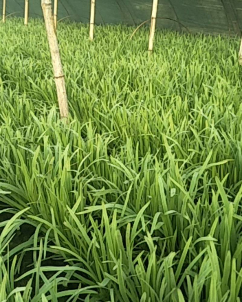 精品韭菜，根粗叶厚质量好，有保证
