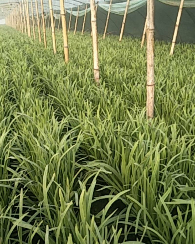 精品韭菜，根粗叶厚质量好，有保证