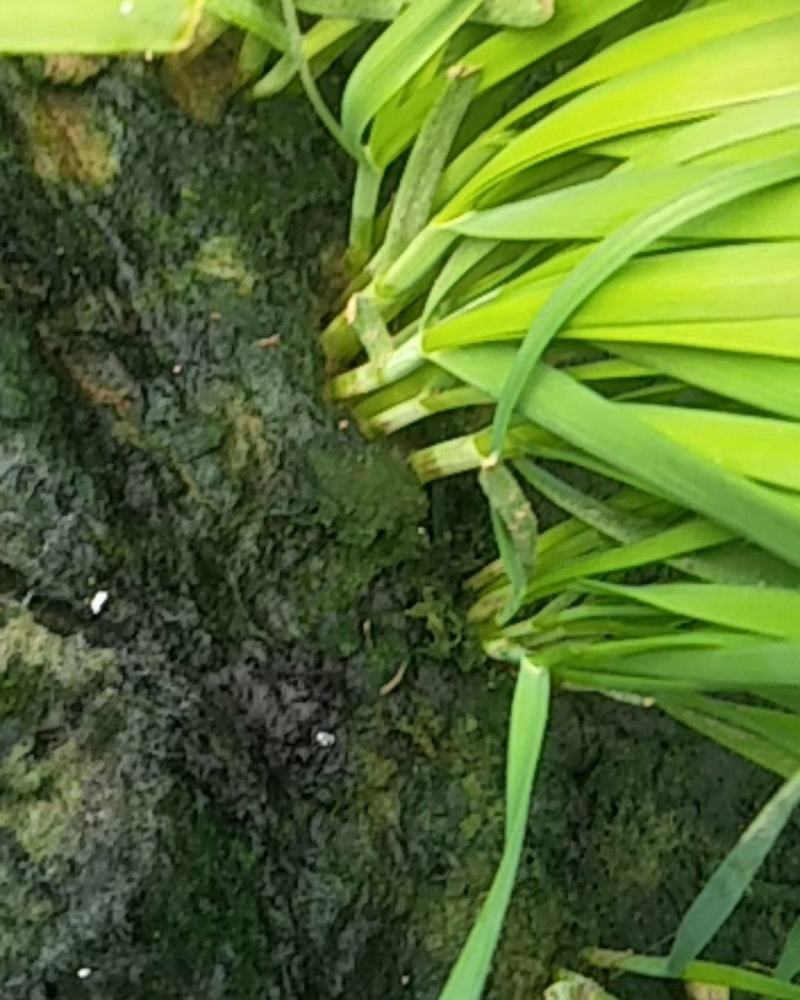 精品韭菜，根粗叶厚质量好，有保证