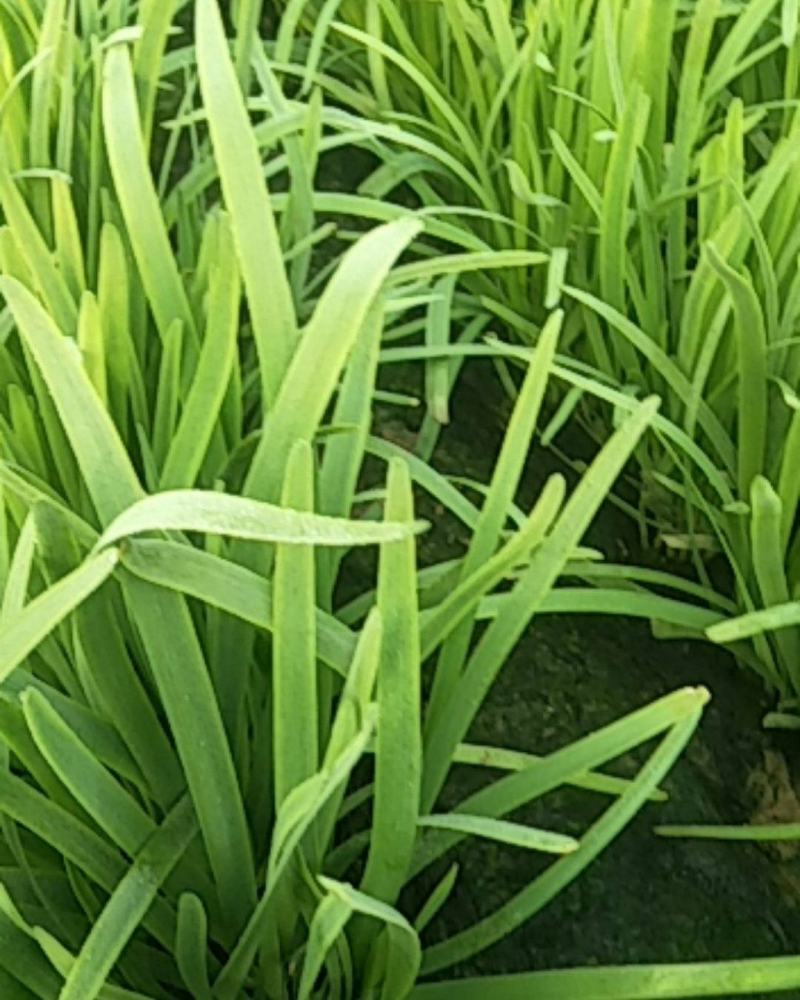 精品韭菜，根粗叶厚质量好，有保证