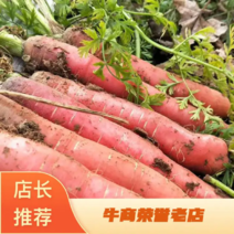 陕西胡萝卜红皮萝卜新鲜蔬菜【条形好质量好】萝卜批发