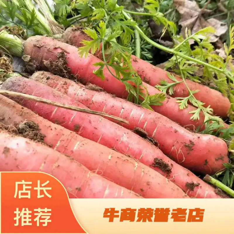 陕西胡萝卜红皮萝卜新鲜蔬菜【条形好质量好】萝卜批发