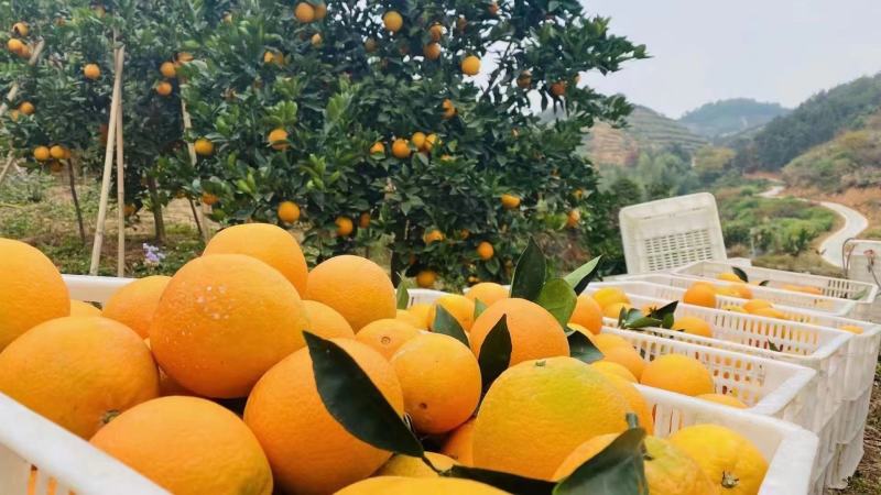 精品一树果（奉节脐橙）
