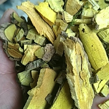 十大功劳纯野生干货，山里采挖，自然晒干，量大有优惠