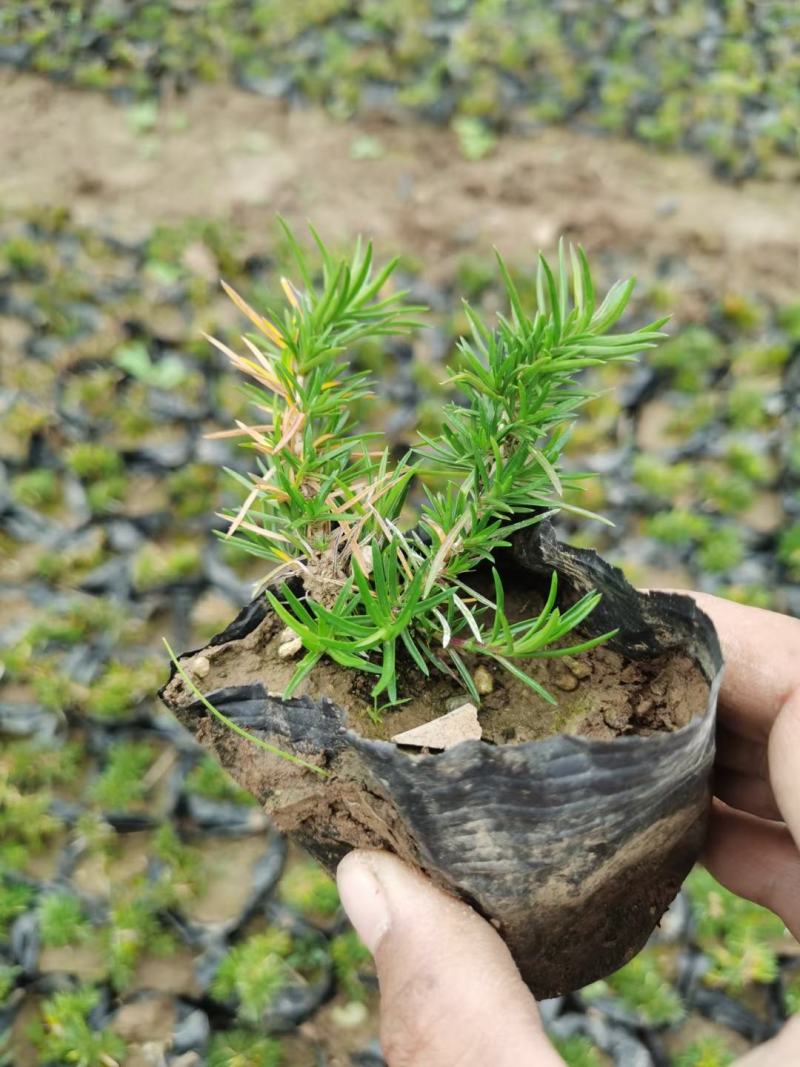 丛生福禄考，芝樱，精品地被，宿根花卉，玫红，粉花，