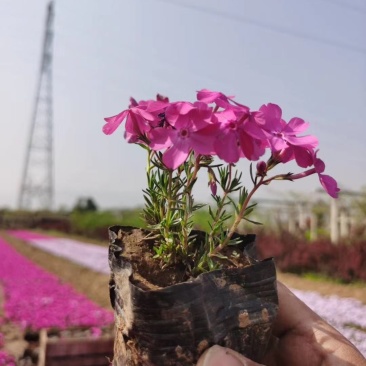 丛生福禄考，芝樱，精品地被，宿根花卉，玫红，粉花，
