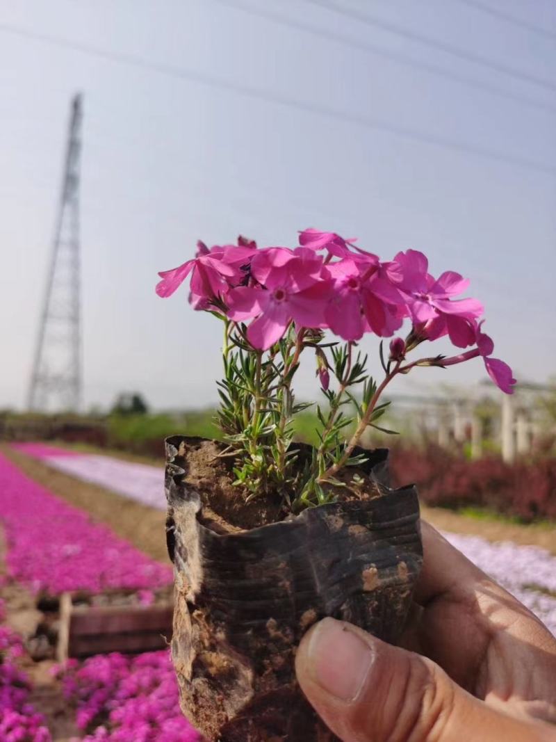 丛生福禄考，芝樱，精品地被，宿根花卉，玫红，粉花，